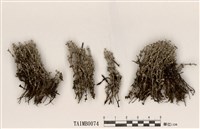 藏品(石蕊屬)的圖片